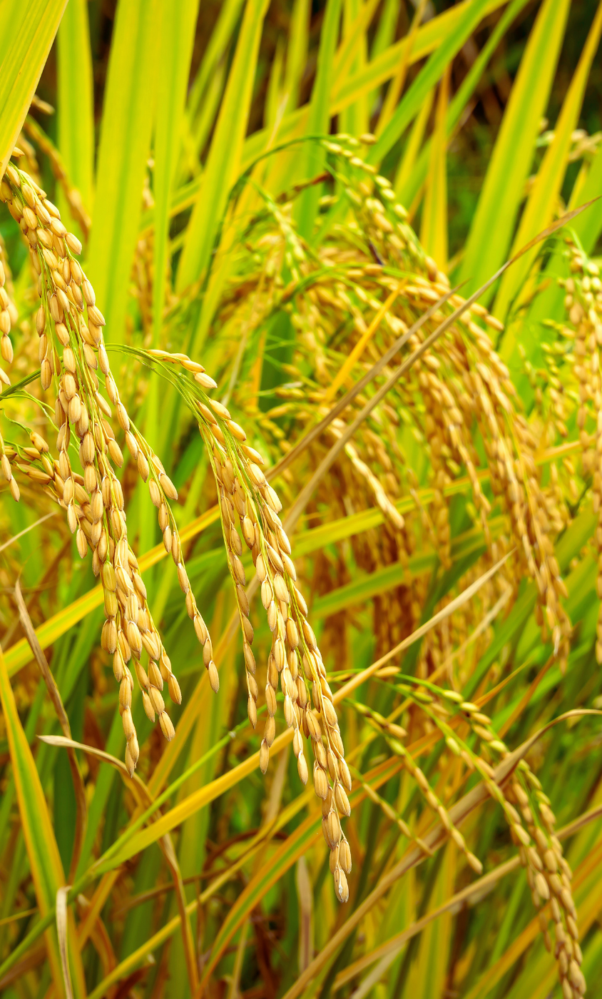 Basmati rice export company Dubai