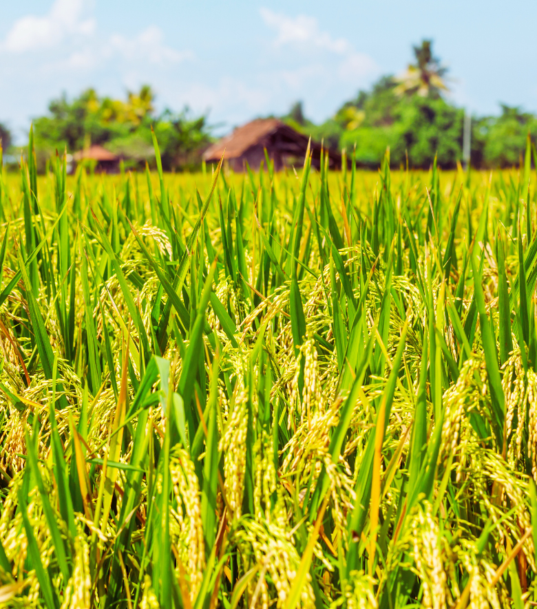 1121 Basmati rice exporter from Dubai